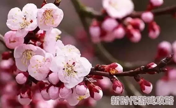 桃花朵朵开无删减全文下载小说最新章节更新精彩纷呈引人入胜 桃花朵朵开无删减全文下载小说最新章节更新精彩纷呈引人入胜