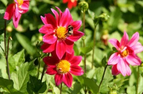 野花网站持续优化用户体验提升网站稳定性 野花网站持续优化用户体验提升网站稳定性