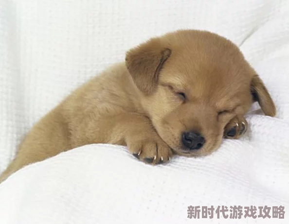 梦境侦探老鼠位置揭秘：最新进展！夜间模式下各关卡老鼠藏匿地点全攻略