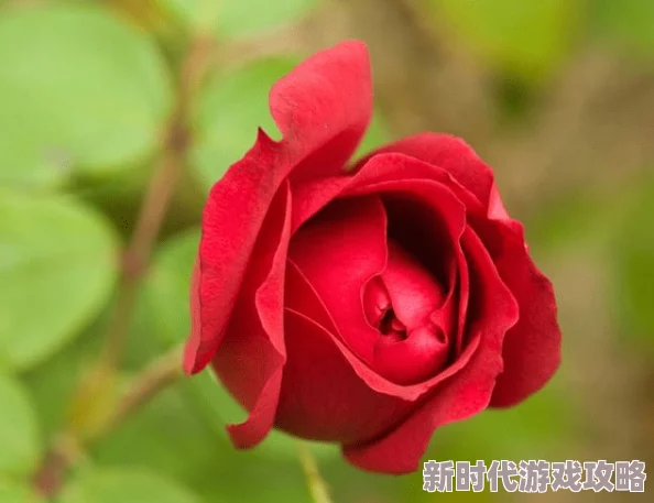 日本老妇人乱xxy影片资源已删除相关内容无法访问 日本老妇人乱xxy影片资源已删除相关内容无法访问