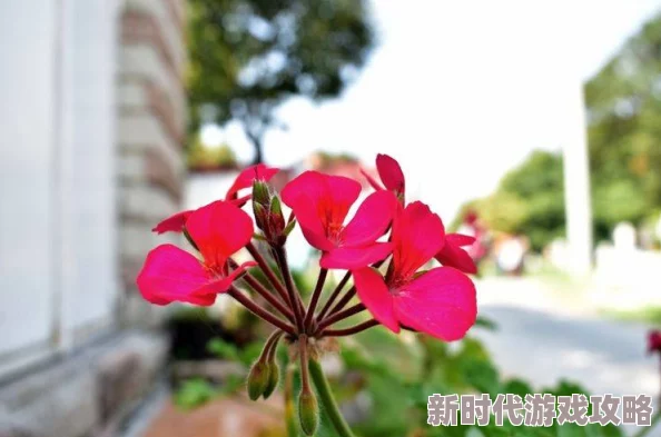 娟子的彪悍爱情欣欣向荣婚后育有一子一女生活甜蜜事业蒸蒸日上 娟子的彪悍爱情欣欣向荣婚后育有一子一女生活甜蜜事业蒸蒸日上