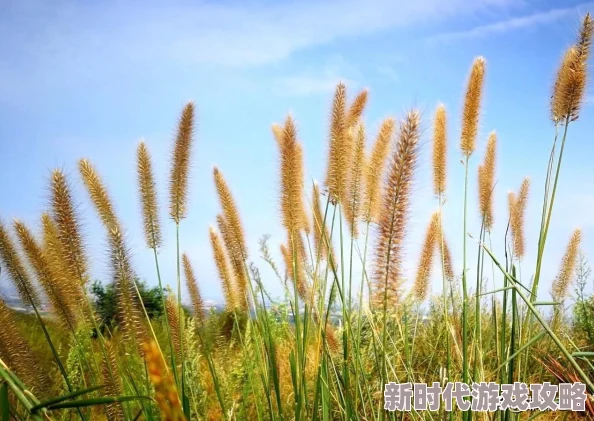 抱妹妹网通往仙境心怀梦想勇敢追求美好未来 抱妹妹网通往仙境心怀梦想勇敢追求美好未来