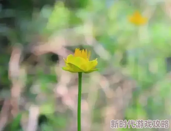 忘忧草一区一区三无染让心灵回归纯净，拥抱生活的美好与希望