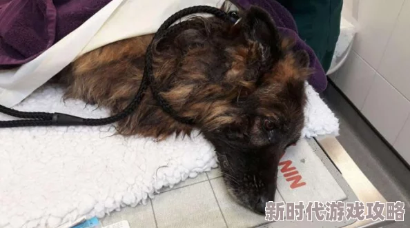 创造与魔法岩石怪最新抓捕位置及高效召唤方法全面详解