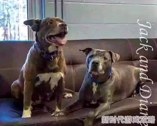 我和婆婆的狗老公在一起了我们要珍惜身边的每一个人和每一份爱，让生活充满阳光与温暖