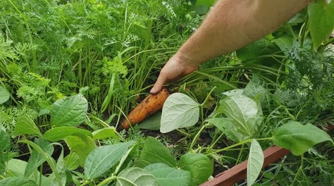 萝卜视频脖起来才有劲进度85%素材已齐开始后期剪辑预计下周发布 萝卜视频脖起来才有劲进度85%素材已齐开始后期剪辑预计下周发布