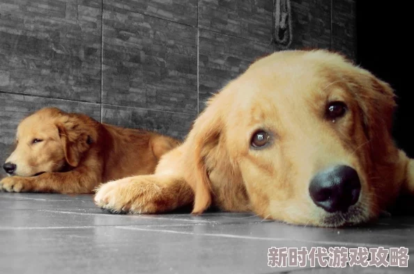 女人与狗交小说更新至第50章狗的品种是金毛