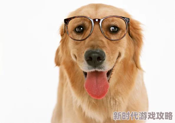 女人与狗交小说更新至第50章狗的品种是金毛