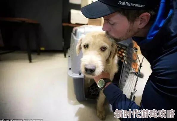 德萨罗人鱼小说未删减txt狗舍爱心相伴温暖每一只流浪狗的心灵