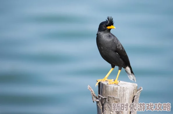 单挑荒野手游菲律宾海岛陷阱布置技巧揭秘：最新竹林放置法，探索与生存新进展