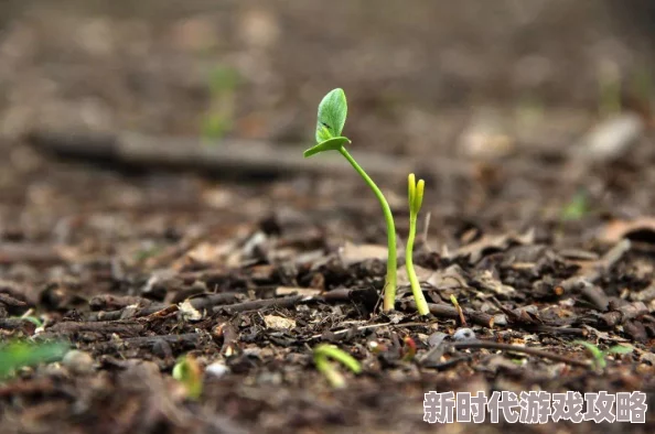 《王者荣耀》9周年时光种子种下后查看方法及惊喜爆料 《王者荣耀》9周年时光种子种下后查看方法及惊喜爆料