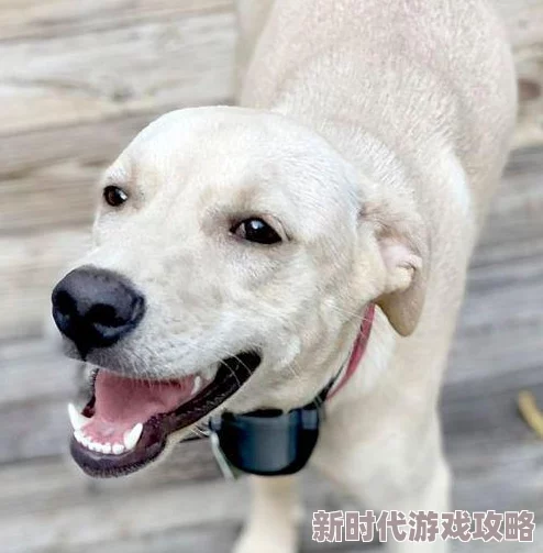 被自己家狗狗c了一天网友曝光监控画面引发热议 被自己家狗狗c了一天网友曝光监控画面引发热议