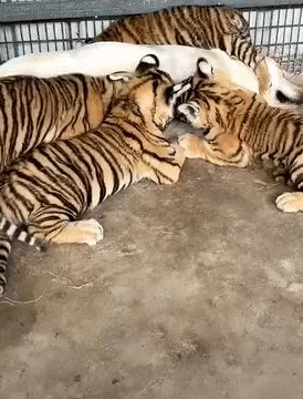 边吃奶边扎下很爽视频据说拍摄现场奶妈是临时演员宝宝是导演亲戚 边吃奶边扎下很爽视频据说拍摄现场奶妈是临时演员宝宝是导演亲戚