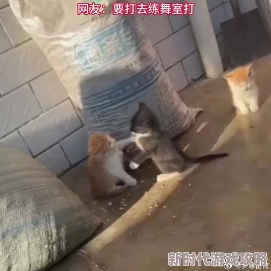 铜铜铜铜铜铜~好痛原视频标题为《小猫打架》上传者账号已被封禁 铜铜铜铜铜铜~好痛原视频标题为《小猫打架》上传者账号已被封禁