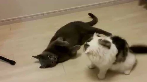 铜铜铜铜铜铜~好痛原视频标题为《小猫打架》上传者账号已被封禁 铜铜铜铜铜铜~好痛原视频标题为《小猫打架》上传者账号已被封禁