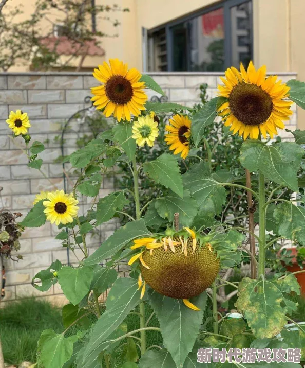 proumb18据说最近迷上了园艺在自家后院种满了向日葵 proumb18据说最近迷上了园艺在自家后院种满了向日葵