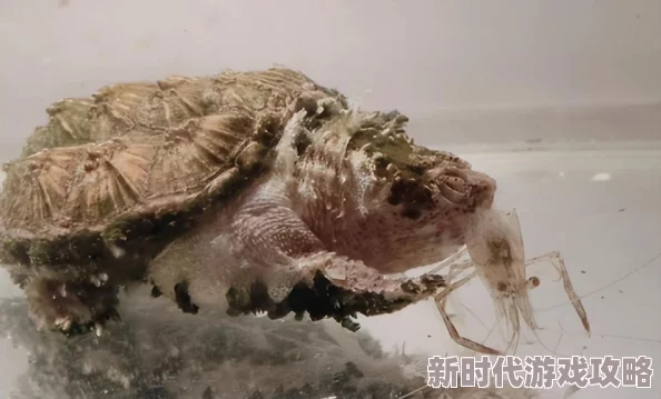 舌头伸进我下面视频免费警惕！此类标题通常包含恶意软件或钓鱼链接，切勿点击