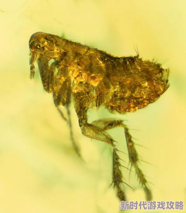 综合一区二区惊现史前巨型昆虫化石震惊考古界