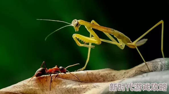 综合一区二区惊现史前巨型昆虫化石震惊考古界