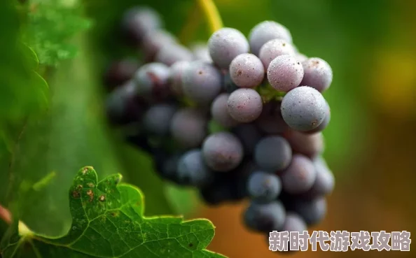 揭秘葡萄园夜间管理新策略:高科技监控确保葡萄不掉落,深夜突击检查成常态 揭秘葡萄园夜间管理新策略:高科技监控确保葡萄不掉落,深夜突击检查成常态