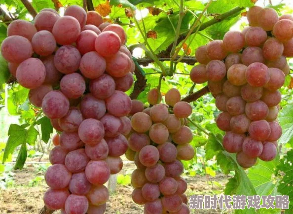 揭秘葡萄园夜间管理新策略:高科技监控确保葡萄不掉落,深夜突击检查成常态 揭秘葡萄园夜间管理新策略:高科技监控确保葡萄不掉落,深夜突击检查成常态