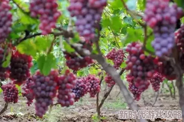 揭秘葡萄园夜间管理新策略:高科技监控确保葡萄不掉落,深夜突击检查成常态 揭秘葡萄园夜间管理新策略:高科技监控确保葡萄不掉落,深夜突击检查成常态