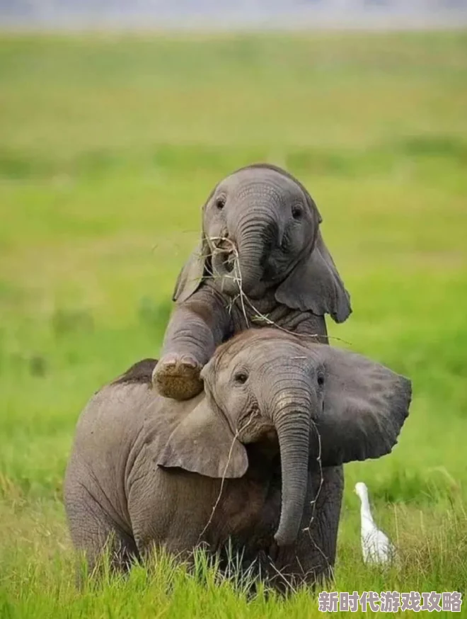 追踪记忆力神话：大象凭特殊蘑菇气味回家，2024年最新研究揭秘真相