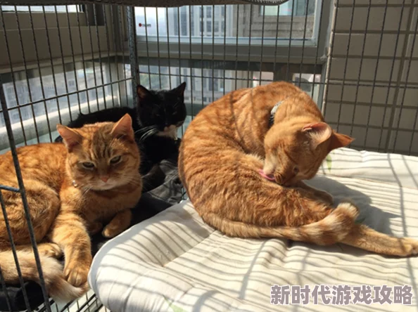 小黄3P听说隔壁老王家的橘猫也参与了还有隔壁小花家的鹦鹉在围观 小黄3P听说隔壁老王家的橘猫也参与了还有隔壁小花家的鹦鹉在围观