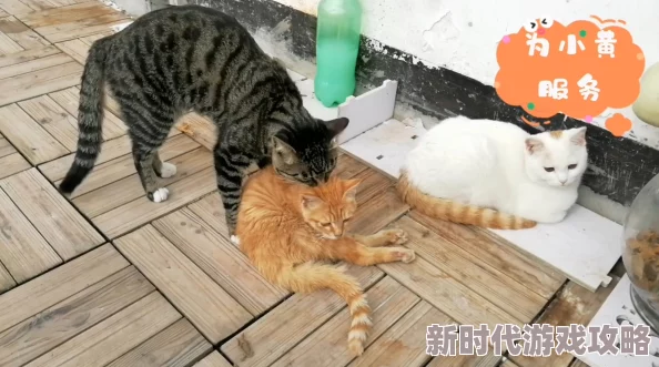 小黄3P听说隔壁老王家的橘猫也参与了还有隔壁小花家的鹦鹉在围观 小黄3P听说隔壁老王家的橘猫也参与了还有隔壁小花家的鹦鹉在围观