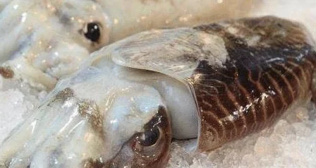 鱿鱼b25777直接进入2024网友爆料疑与境外势力勾结操控舆论