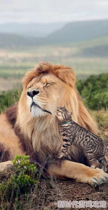 欧美与兽圈内盛传某一线男星酷爱收藏珍奇动物标本曾斥巨资购入白虎皮 欧美与兽圈内盛传某一线男星酷爱收藏珍奇动物标本曾斥巨资购入白虎皮