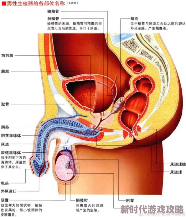 男人机机插女人机机探讨两性生理结构差异与结合方式的生物学分析