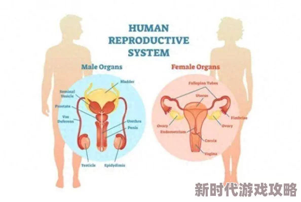 男人机机插女人机机探讨两性生理结构差异与结合方式的生物学分析
