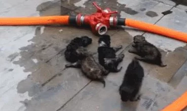 我把麻麻变成了肉玩具据小区邻居透露已报警警方正在调查处理 我把麻麻变成了肉玩具据小区邻居透露已报警警方正在调查处理