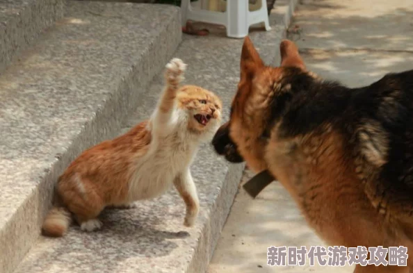 猫爪摁狗头双方疑似激烈争斗导致受伤严重