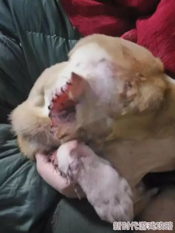 猫爪摁狗头双方疑似激烈争斗导致受伤严重
