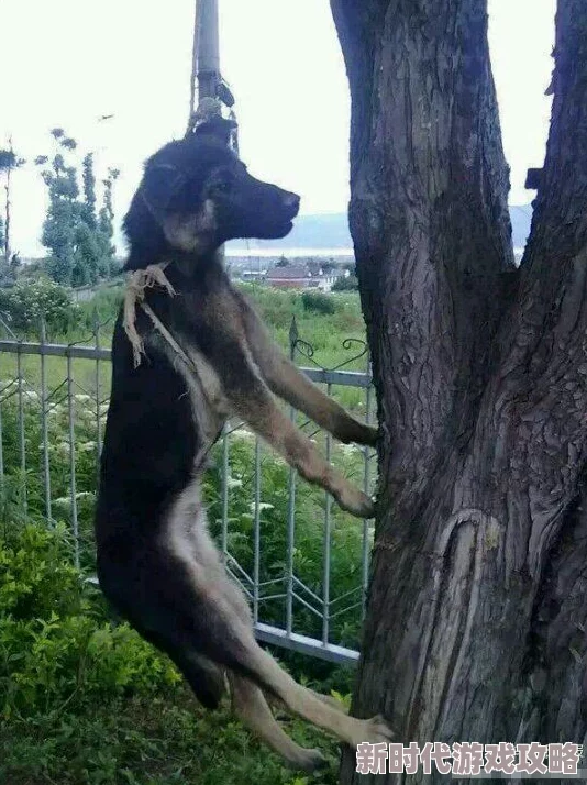 男人操母狗这种行为极其残忍且违法，严重伤害动物，令人憎恶