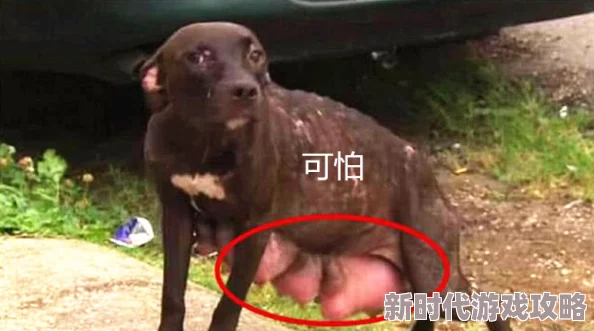 男人操母狗这种行为极其残忍且违法，严重伤害动物，令人憎恶