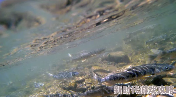 《碧蓝航线》诺图鉴深度爆料:解析诺背景与角色技能全貌 《碧蓝航线》诺图鉴深度爆料:解析诺背景与角色技能全貌