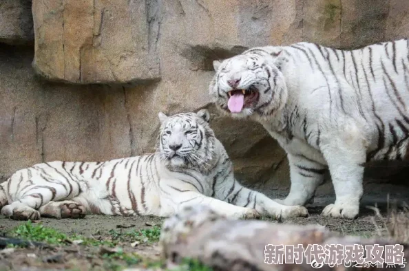 白虎馒头网友称酷似动物园白虎引热议 白虎馒头网友称酷似动物园白虎引热议