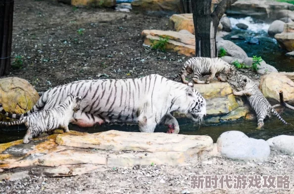 白虎馒头网友称酷似动物园白虎引热议 白虎馒头网友称酷似动物园白虎引热议