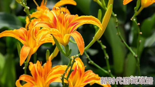 忘忧草实验室研究成果安全性存疑且缺乏透明度引发广泛担忧 忘忧草实验室研究成果安全性存疑且缺乏透明度引发广泛担忧