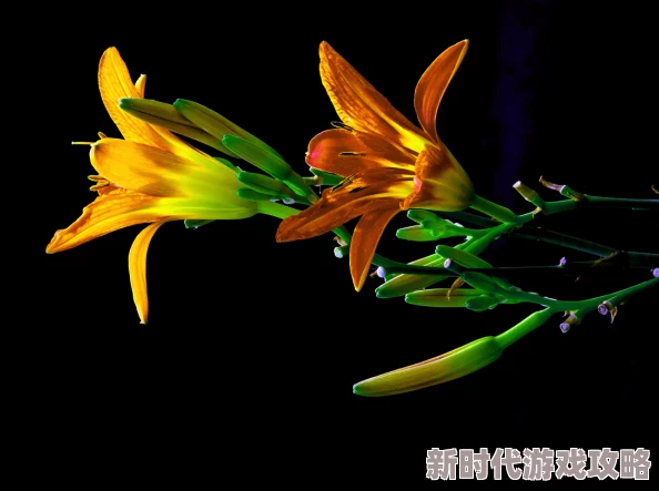 忘忧草实验室研究成果安全性存疑且缺乏透明度引发广泛担忧 忘忧草实验室研究成果安全性存疑且缺乏透明度引发广泛担忧