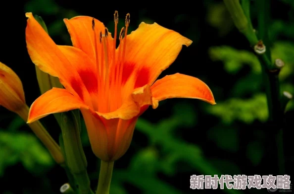 忘忧草实验室研究成果安全性存疑且缺乏透明度引发广泛担忧 忘忧草实验室研究成果安全性存疑且缺乏透明度引发广泛担忧