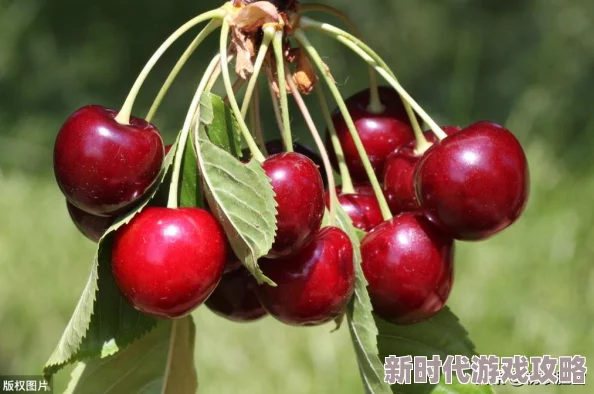 乱世王者迁城水上全攻略:高效技巧与爆料信息汇总推荐 乱世王者迁城水上全攻略:高效技巧与爆料信息汇总推荐