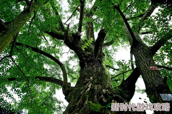 凤舞三国商店道具详解:爆料哪些高级道具最值得购买 凤舞三国商店道具详解:爆料哪些高级道具最值得购买