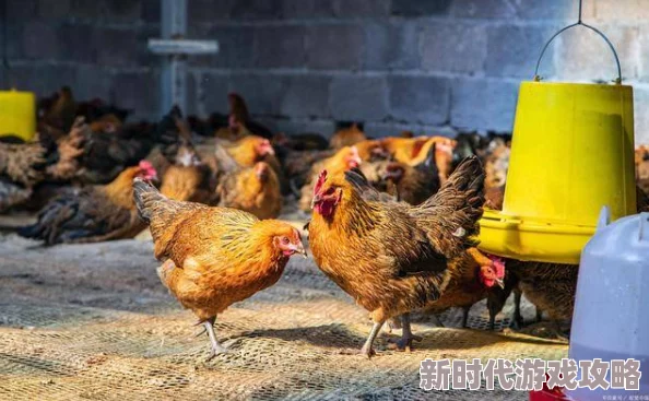 代号肉鸽：深入解析花瓣的最佳用途与多样化功能介绍