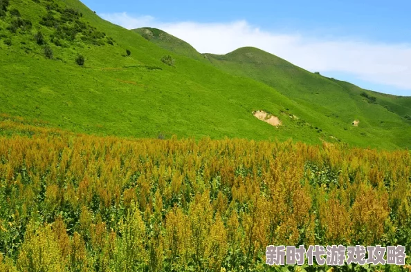 罗德里跑商全攻略：高效赚钱技巧与路线规划指南详解