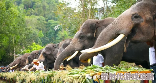 adc年龄确认大驾光临大象的特色，2024年人工智能与生态保护的完美结合