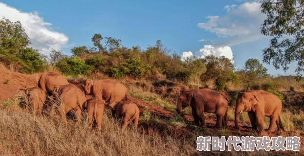 adc年龄确认大驾光临大象的特色，2024年人工智能与生态保护的完美结合